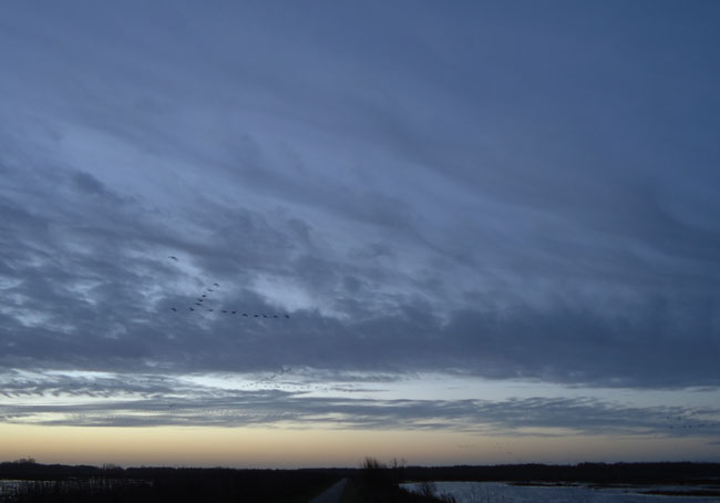 eind november, de ganzen trekken al weg...