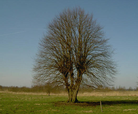 hoe je sierlijk kaal kunt zijn...