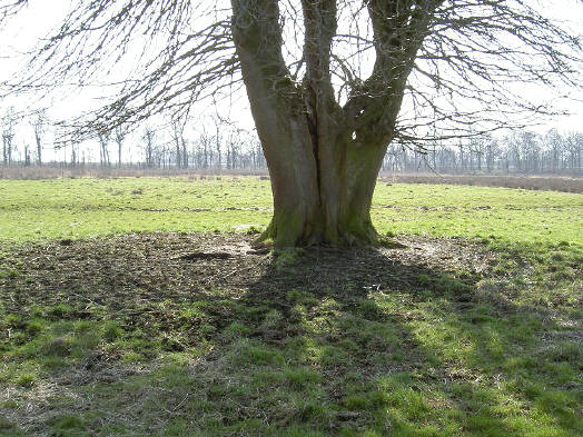 het lijken soms wel een paar in elkaar verstrengelde bomen...