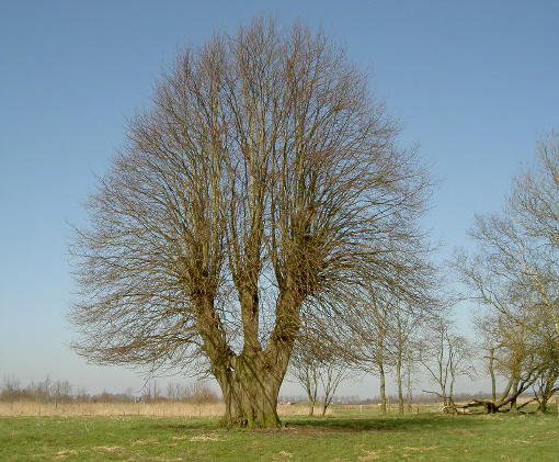 brede boom