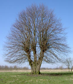met een beetje fantasie kun jein de stam een hoofd zien...