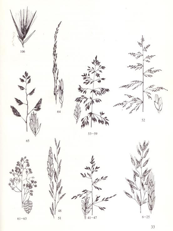 tekening uit de grassenatlas...