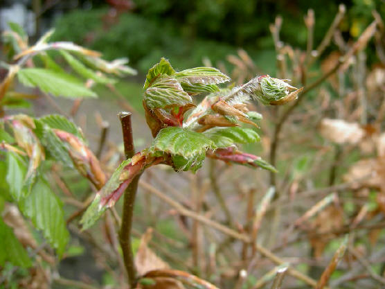 6 mei