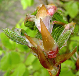 7 mei na de regen