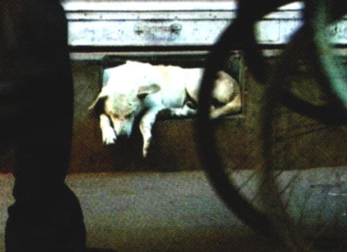 hond op stoepje