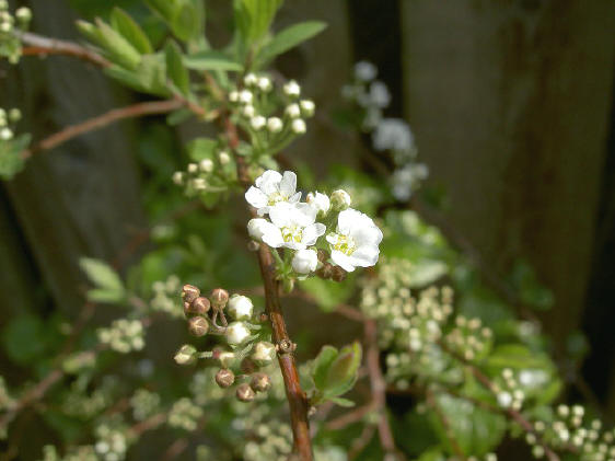 gewone simpele kleine witte bloemetjes...