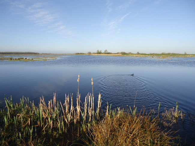 kringen in de polder