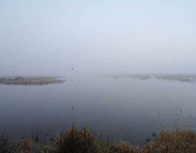 vogel in de mist, november 2012...