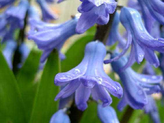 hyacinth