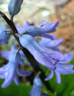 hyacinth