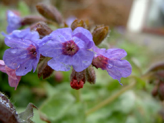 delicate kleuren...