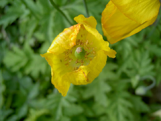 de kwetsbaarste bloemen...
