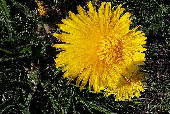 achterhoekse paardenbloem