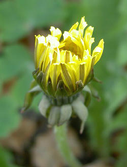 zich openende paardenbloem...