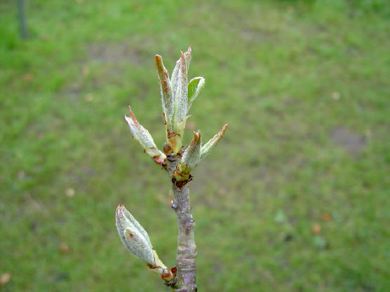 13 april