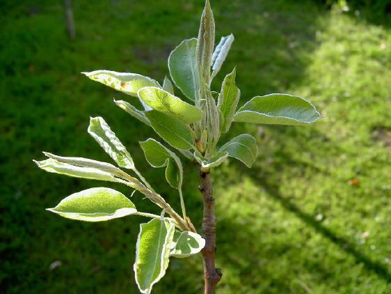 20 april