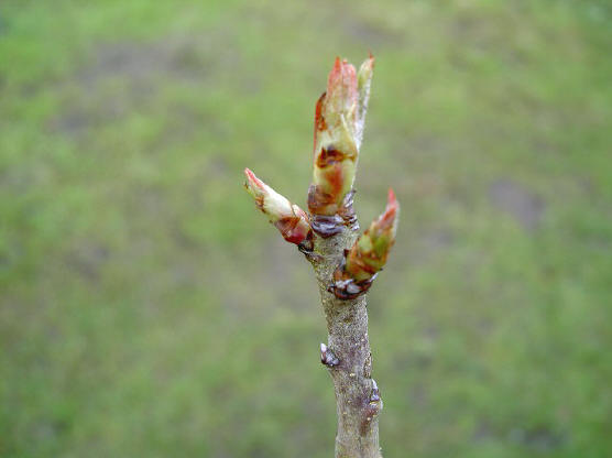 4 april