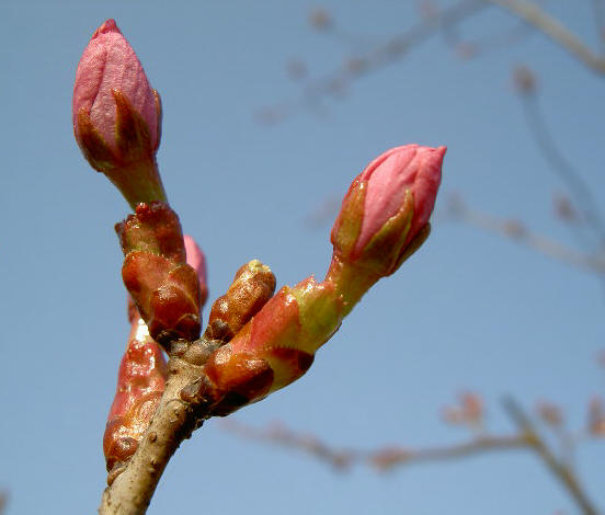 prunusknop vanmorgen...