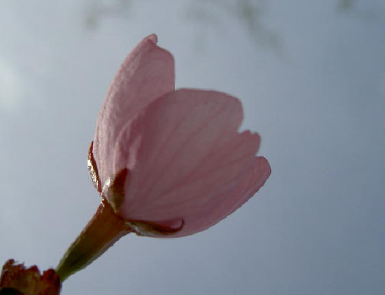 prunusbloesem