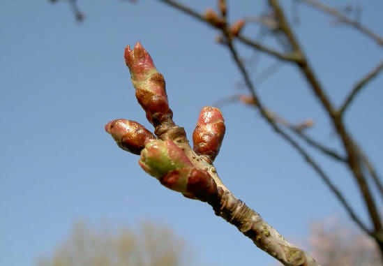 prunusknop gisteren