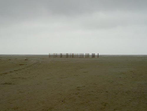palenbosje in de verte...