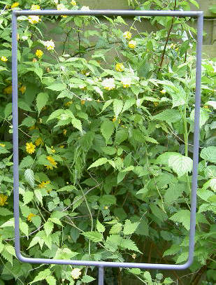 willekeurig hoekje tuin...