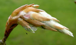 een knop ontvouwt zich…