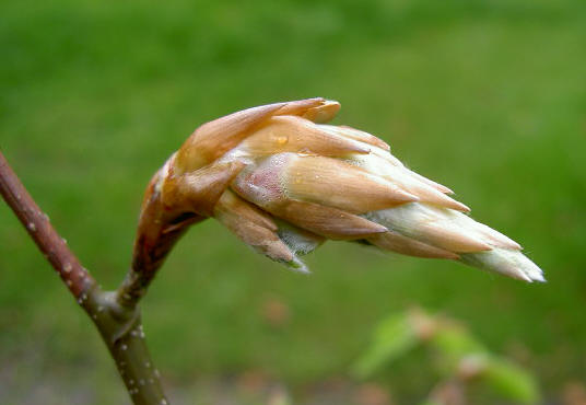 3 mei