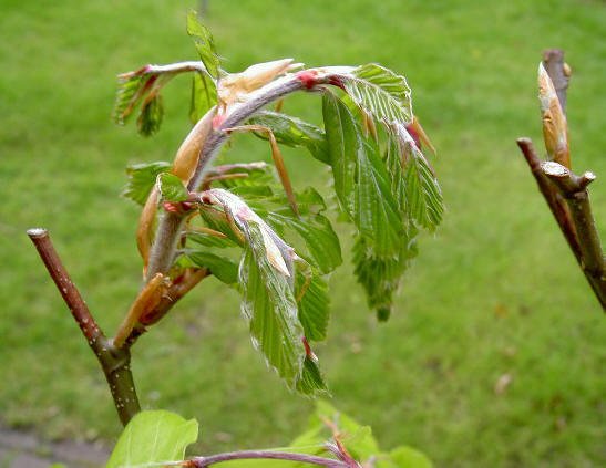 11 mei