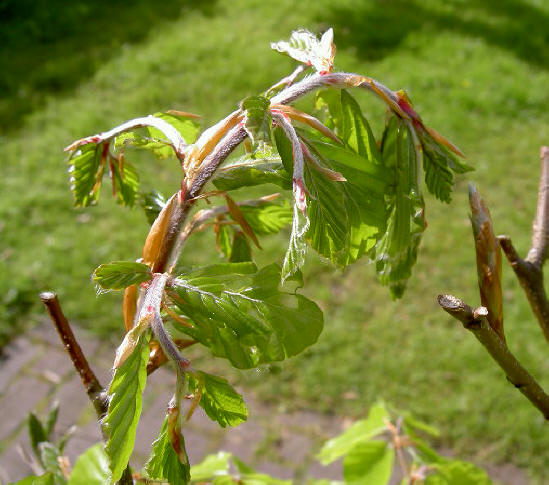 12 mei