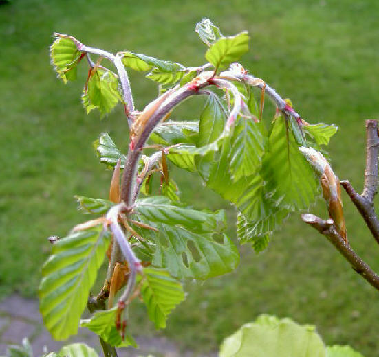 13 mei