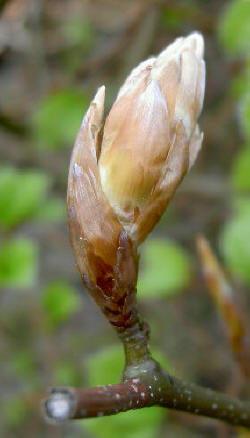 knop