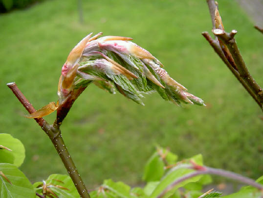 6 mei