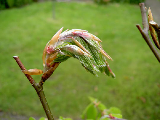 7 mei