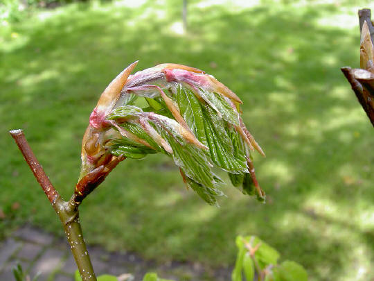 8 mei