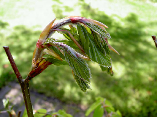 9 mei
