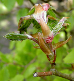 8 mei