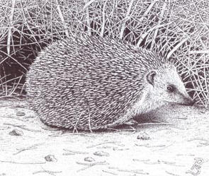 egel