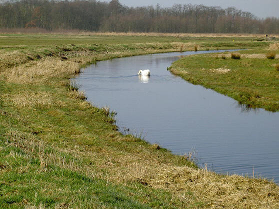 de kop in het water...