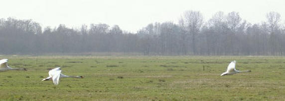 de vierde net weer buiten beeld...