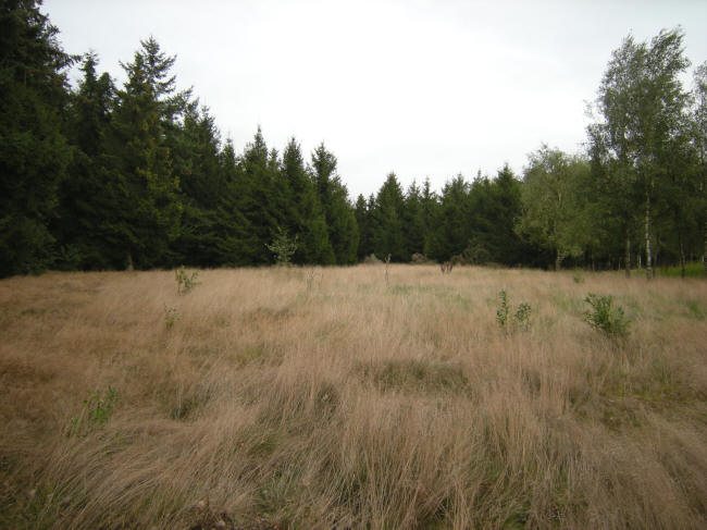 open plek in het bos