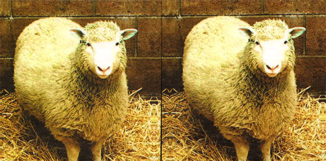 echt en gekloond schaap