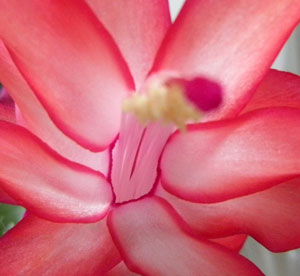 de rode bloem van de lidcactus…