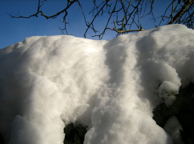 grote witte hond...