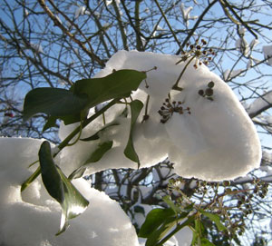 sneeuwbeesten….