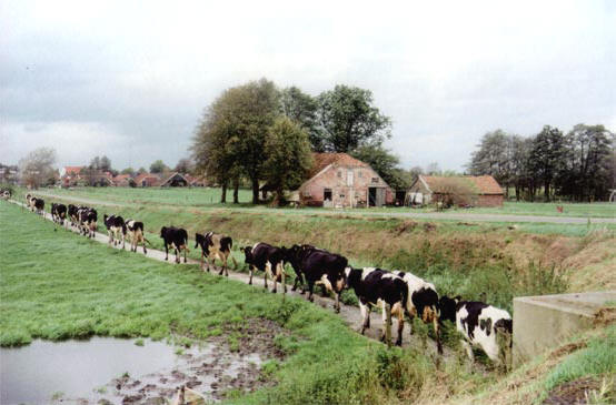 koeien
