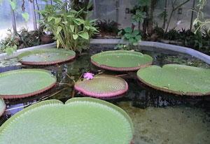 de victoria amazonica in bloei…