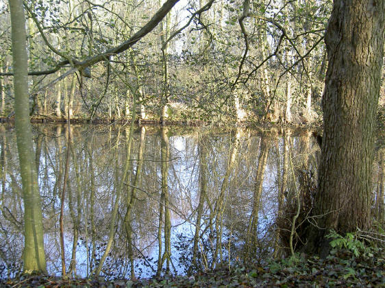 bomen en weerspiegelingen...