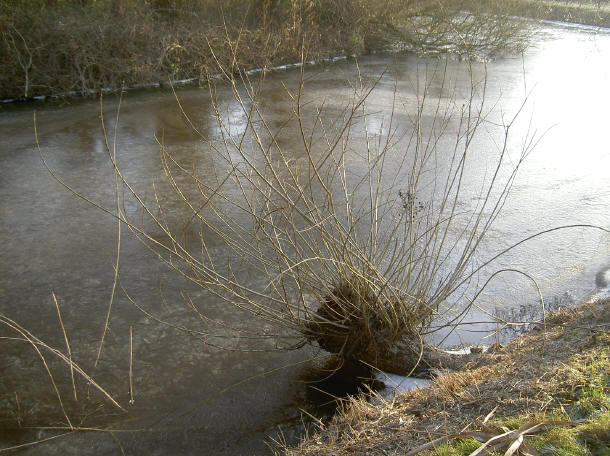 knotwilg op het water...