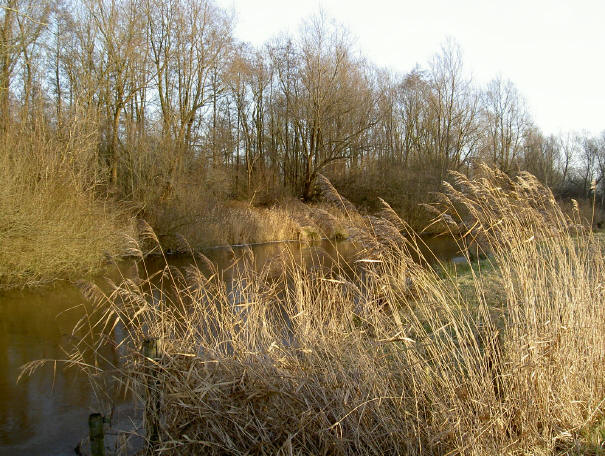 een gouden glans...